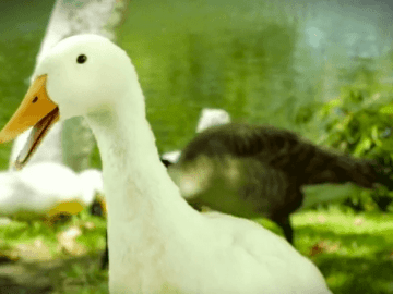 Annoying Gluten Free Duck