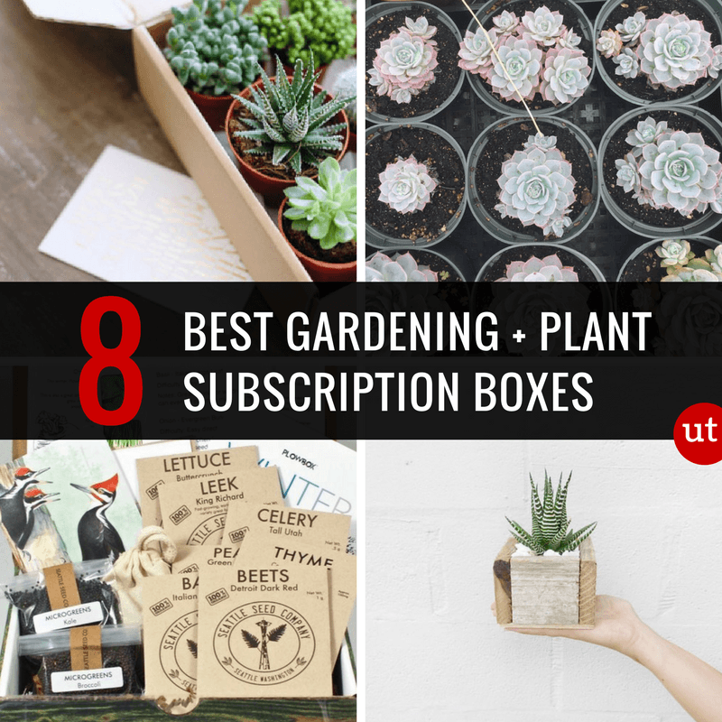 Best Gardening Subscription Boxes