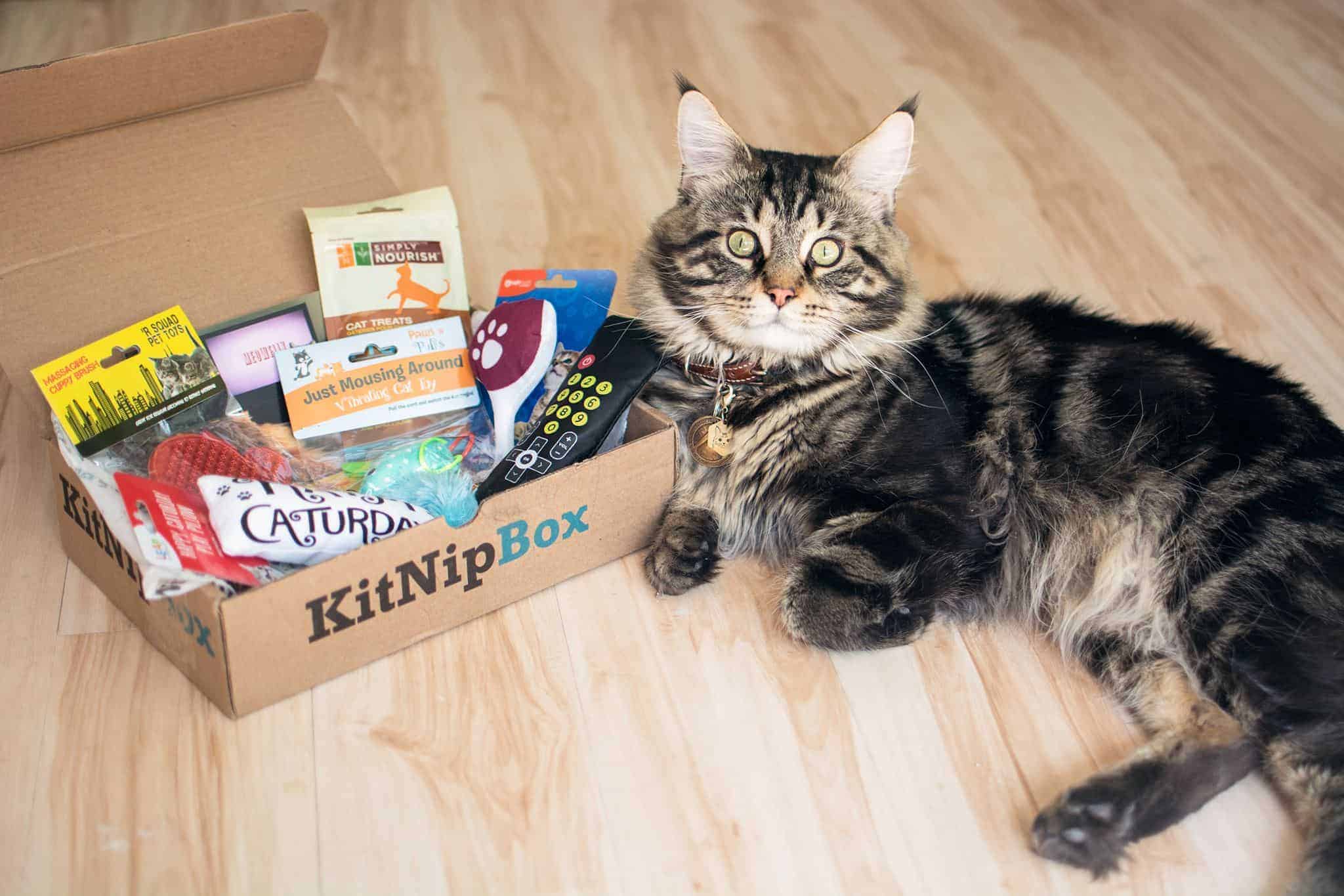 cat food subscription box uk Evon Moses