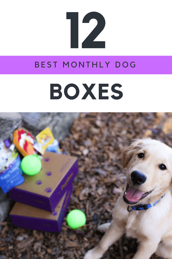 Best Monthly Dog Subscription Boxes