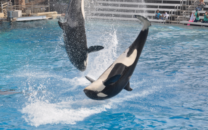 How much does it cost to go to SeaWorld Orlando
