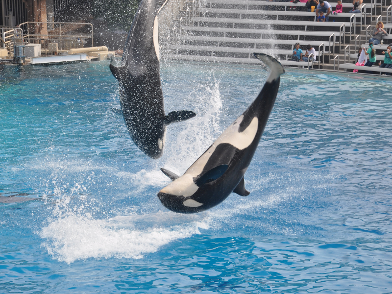 How much does it cost to go to SeaWorld Orlando